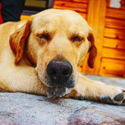 Close-up portrait of dog relaxing outdoors