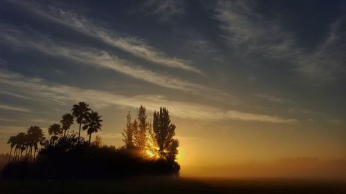 Silhouette of trees at sunset