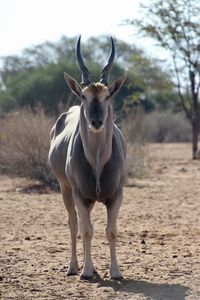 Portrait of horse standing on land