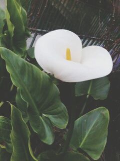 leaf, plant, plant part, close-up, freshness, nature, white color, no people, food, growth, flower, flowering plant, egg, outdoors, high angle view, food and drink, day, green color, beauty in nature, petal, flower head