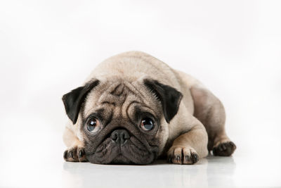 Close-up portrait of dog