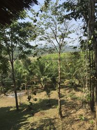 Trees on landscape