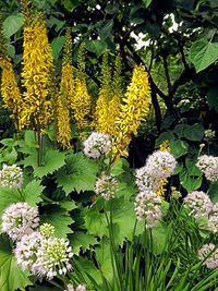 Yellow flowers blooming in park