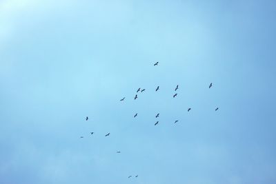 Low angle view of birds flying in sky