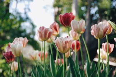 Close-up of tulips blooming outdoors