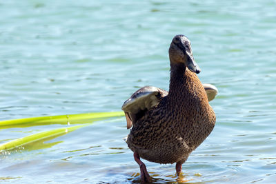 Duck swimming on lake