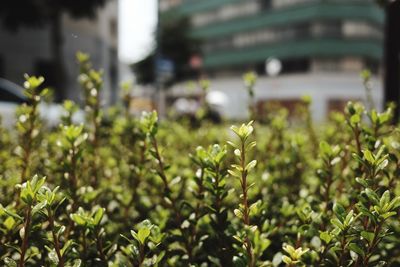 Close-up of plants