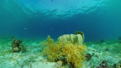Fish swimming in sea
