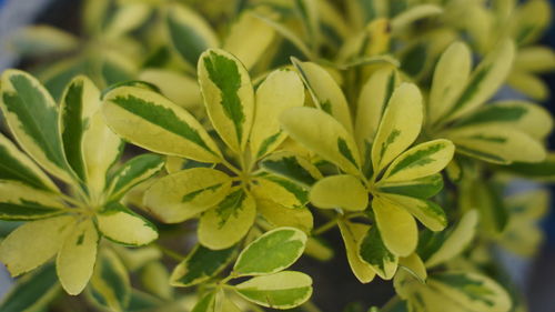 plant