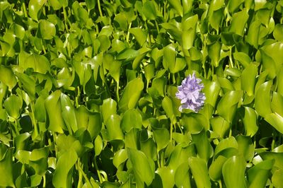 Close-up of flowers blooming on field