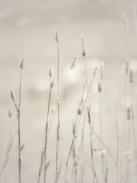 Close-up of stalks in field against sky