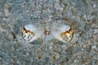 Close-up of crab on beach