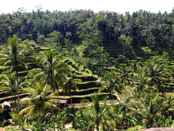 View of palm trees and plants