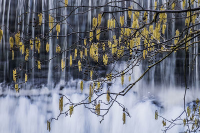 Bare trees in forest during winter