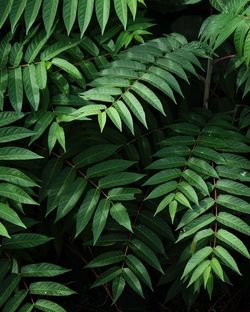 Close-up of fresh green plants