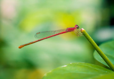 Close-up of dragonfly on plant