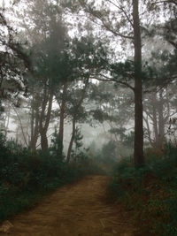 Dirt road amidst trees in forest