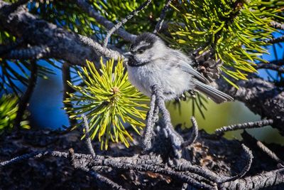 Low angle view of bird perching on branch