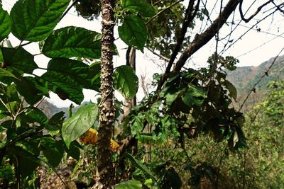 Low angle view of trees growing in forest