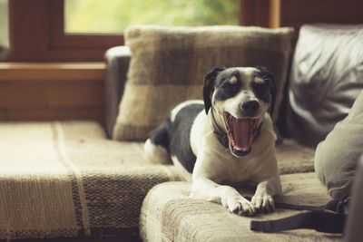 Dog relaxing on sofa at home