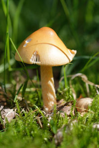 Close-up of mushroom growing on field