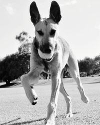 Portrait of dog running on street against sky