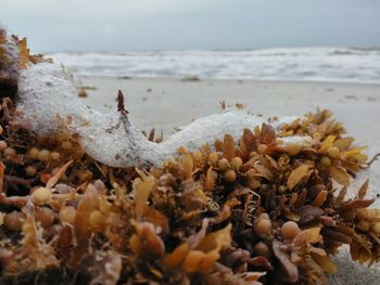 Close-up of shells on beach during winter