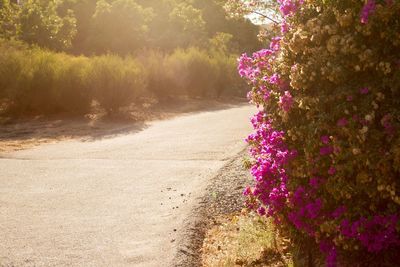 Pink bougainvillea blooming by road on sunny day