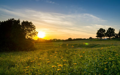 Scenic view of field against sky during sunset