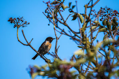 Low angle view of bird perching on tree against sky