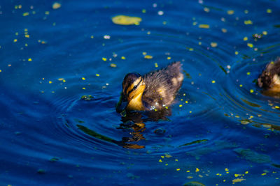 High angle view of duck swimming in lake