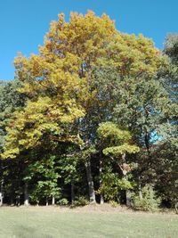 Trees and plants growing on field against sky