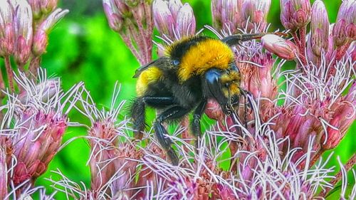 Close-up of bee on yellow flowers