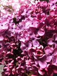 Full frame shot of purple flowers