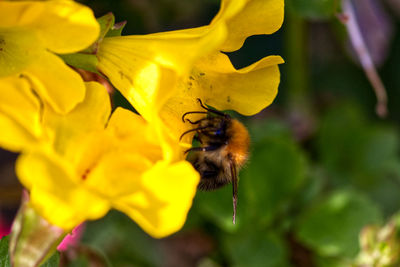 Close-up of bee pollinating on yellow flower