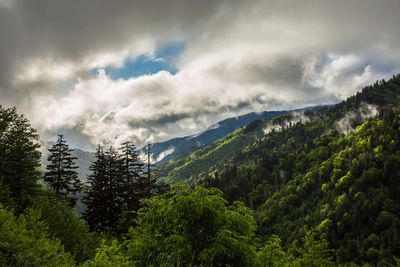 Scenic view of pine trees against sky