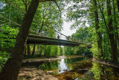 Footbridge over canal amidst trees in forest