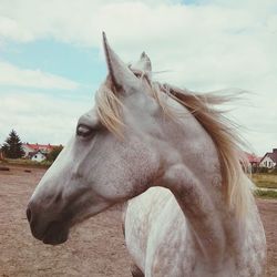 Close-up of horse on field against sky