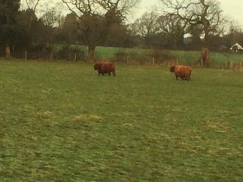 Sheep grazing on grassy field