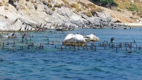 Flock of birds on sea shore