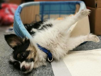 Close-up of dog relaxing at home