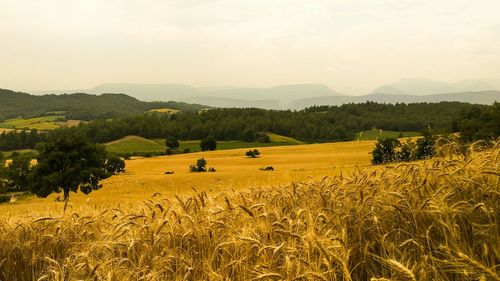 Scenic view of wheat field against sky