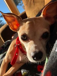 Close-up portrait of dog