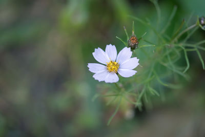 Close-up of insect on flower