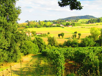 Scenic view of agricultural field against sky