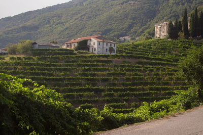 View of vineyard and houses in village