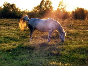 Horse standing on field against sky during sunset