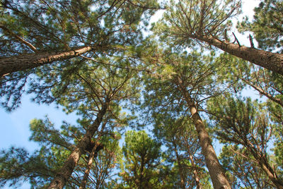 Low angle view of trees against the sky