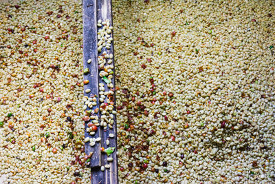 High angle view of fruits on metal