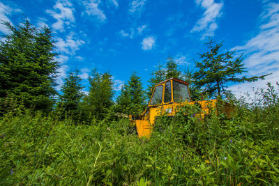 Trees against blue sky